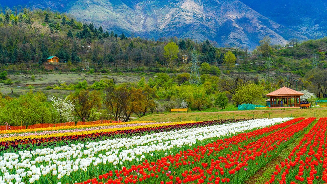 Tulip Garden Srinagar