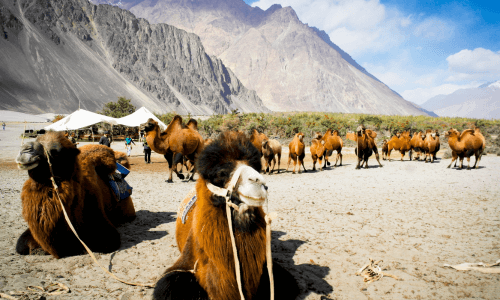 Nubra Valley