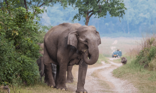 Jim Corbett Elephant Herd