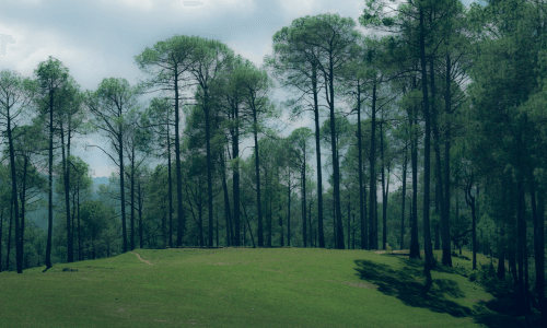 Ranikhet