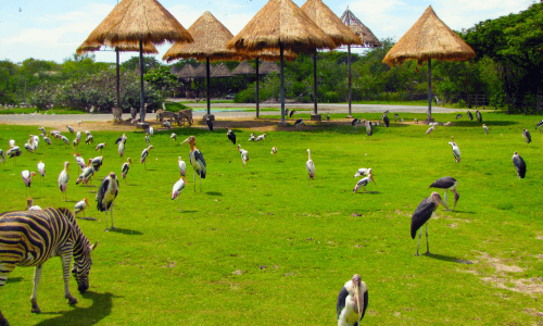 Safari-World-Bangkok-Thailand