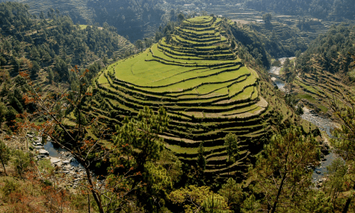 Almora Rice Fields uttarakhand