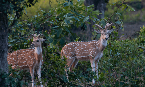 Deer Jim Corbett National Park uttarakhand