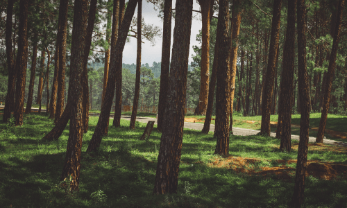 Forest Ranikhet uttarakhand