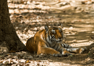 Jim Corbett Tiger uttarakhand