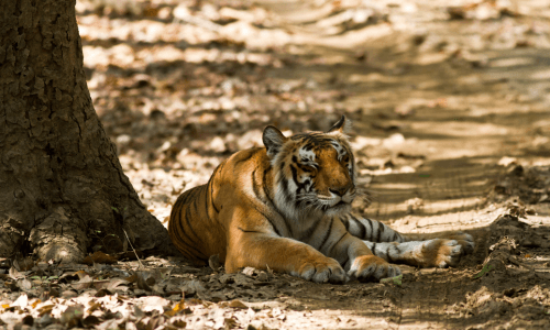 Jim Corbett Tiger uttarakhand