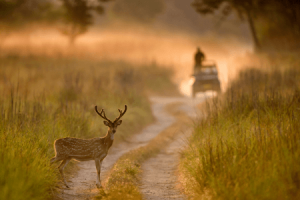 Jim Corbett national Park uttarakhand