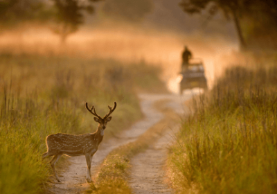 Jim Corbett national Park uttarakhand