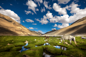 Pangong Tso lake