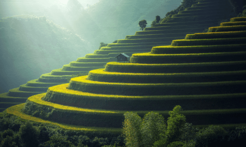 Rice Terrace Bali