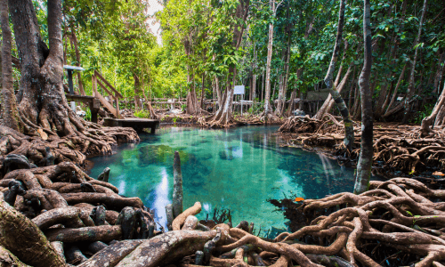 Tha Pom Mangrove Krabi Thailand